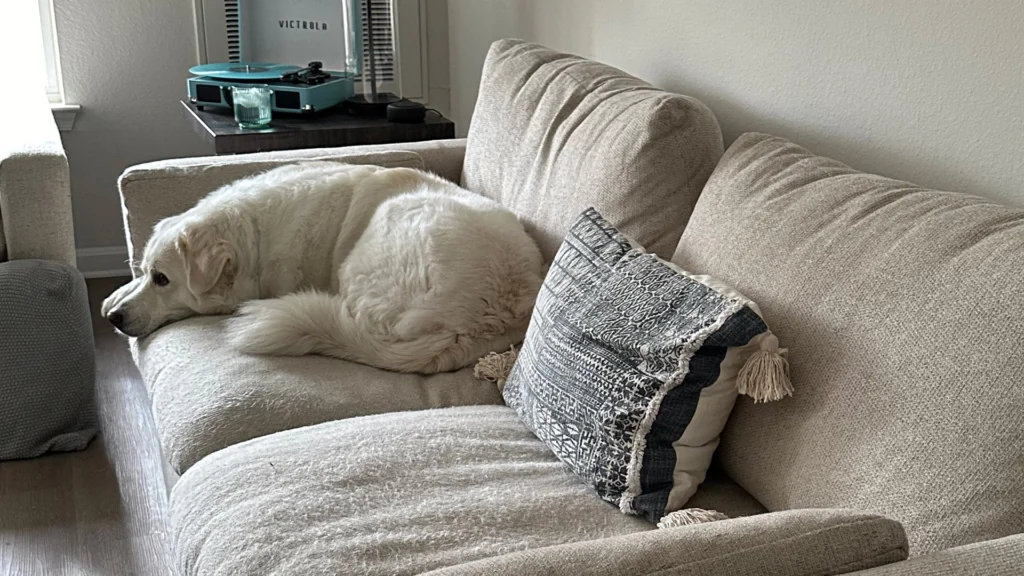 A dog comfortably lying on a clean sofa, enjoying a pet-friendly and eco-friendly environment, provided by professional carpet cleaning near me